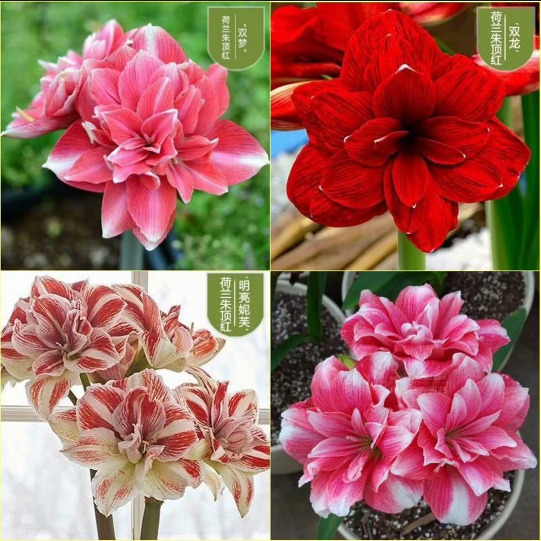 朱顶红种球5-6厘米