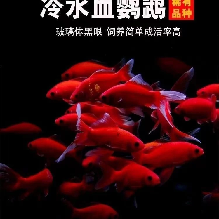 冷水鹦鹉鱼招财红鱼淡水好养易活冷水鱼苗观赏鱼活鱼金鱼耐活锦鲤
