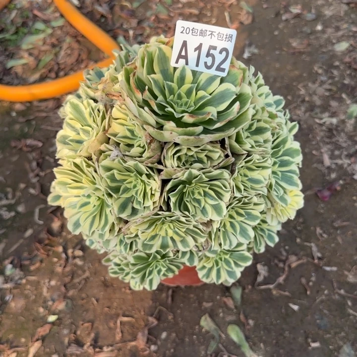 迈巴赫……多肉植物……