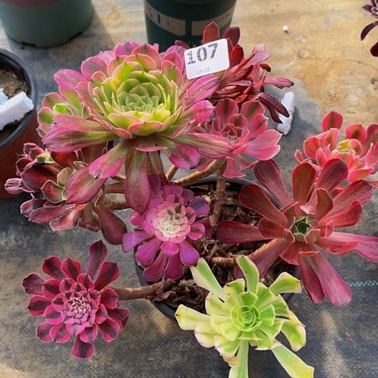 全部花朵悠**月嫁接法师的方法107