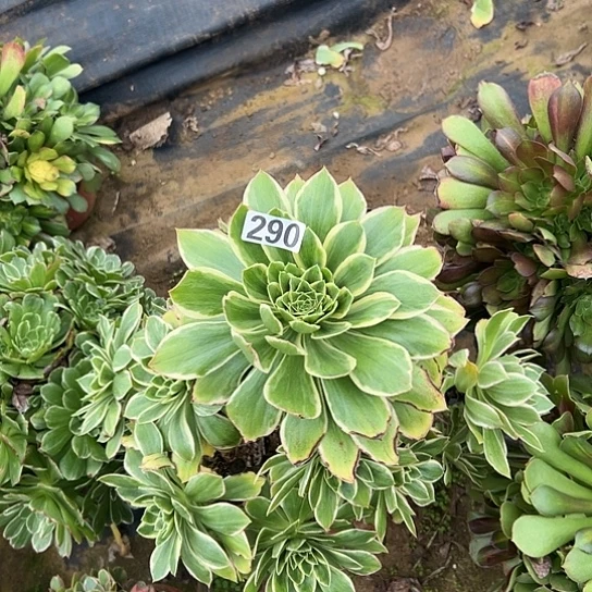 一***界多肉植物一个大叶290