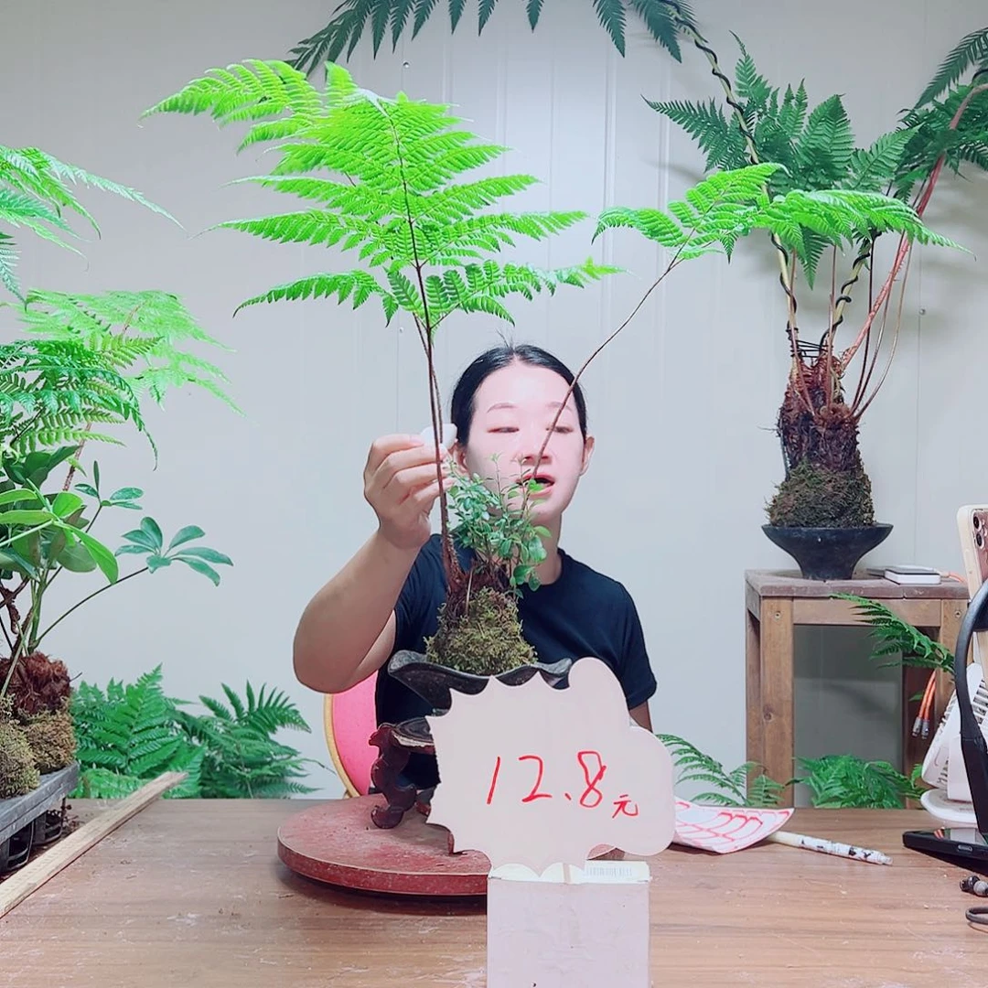 无花朵?*金丝虹鳞蕨