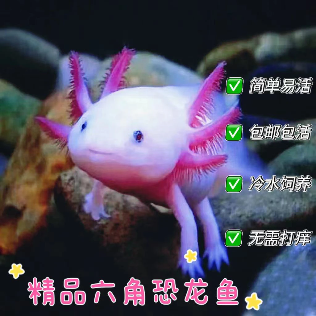 好养易活的六恐龙淡水观赏网红冷水鱼适合做水族宠物