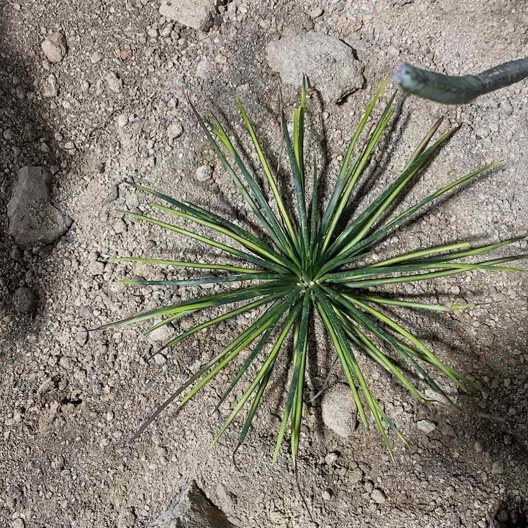 吹上锦30公分左右。