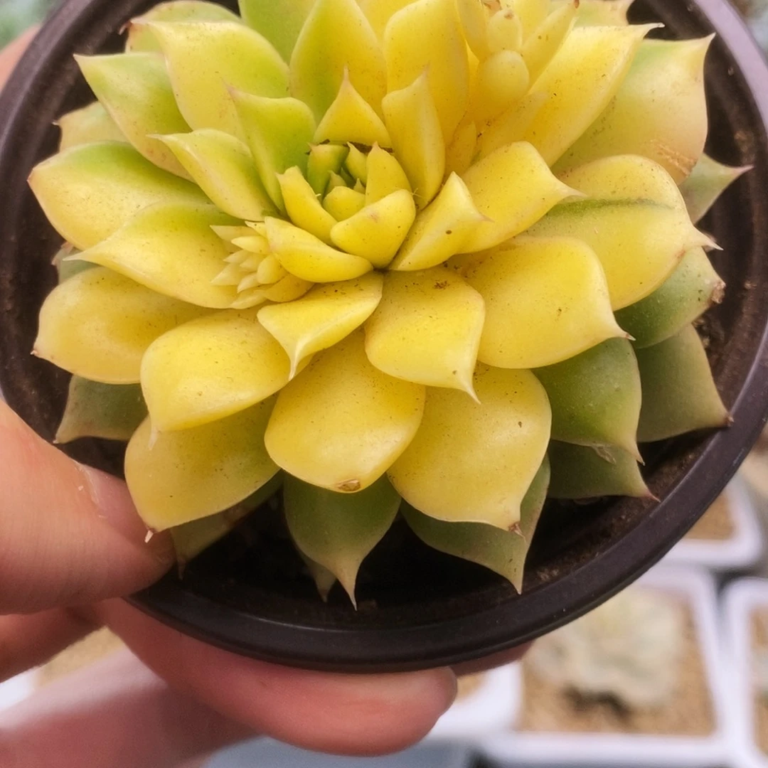 006麦杆杂锦锦锦锦锦锦锦锦