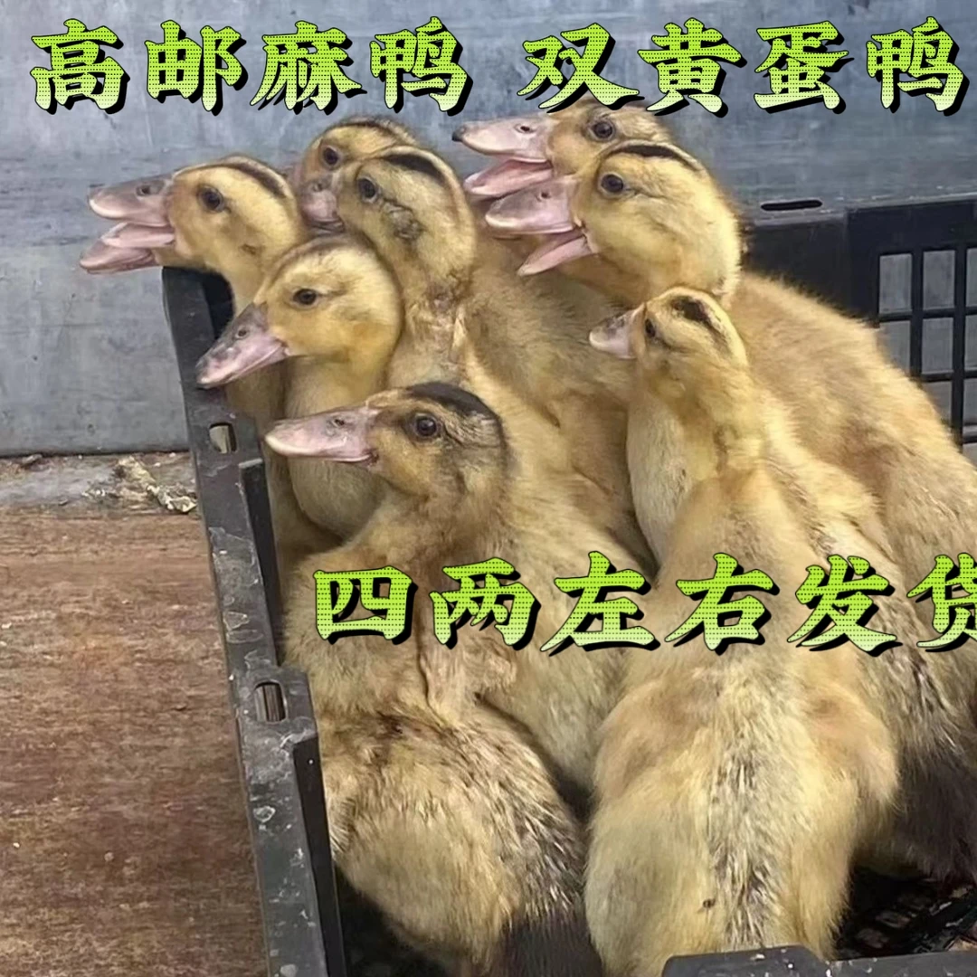 高邮麻鸭宠物鸭凤头鸭活体顺丰发货