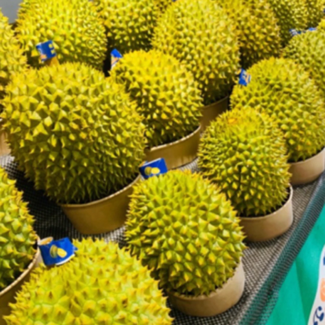 泰国东部金枕鲜榴莲纯肉2斤核小（现拍现剥）金枕泰国