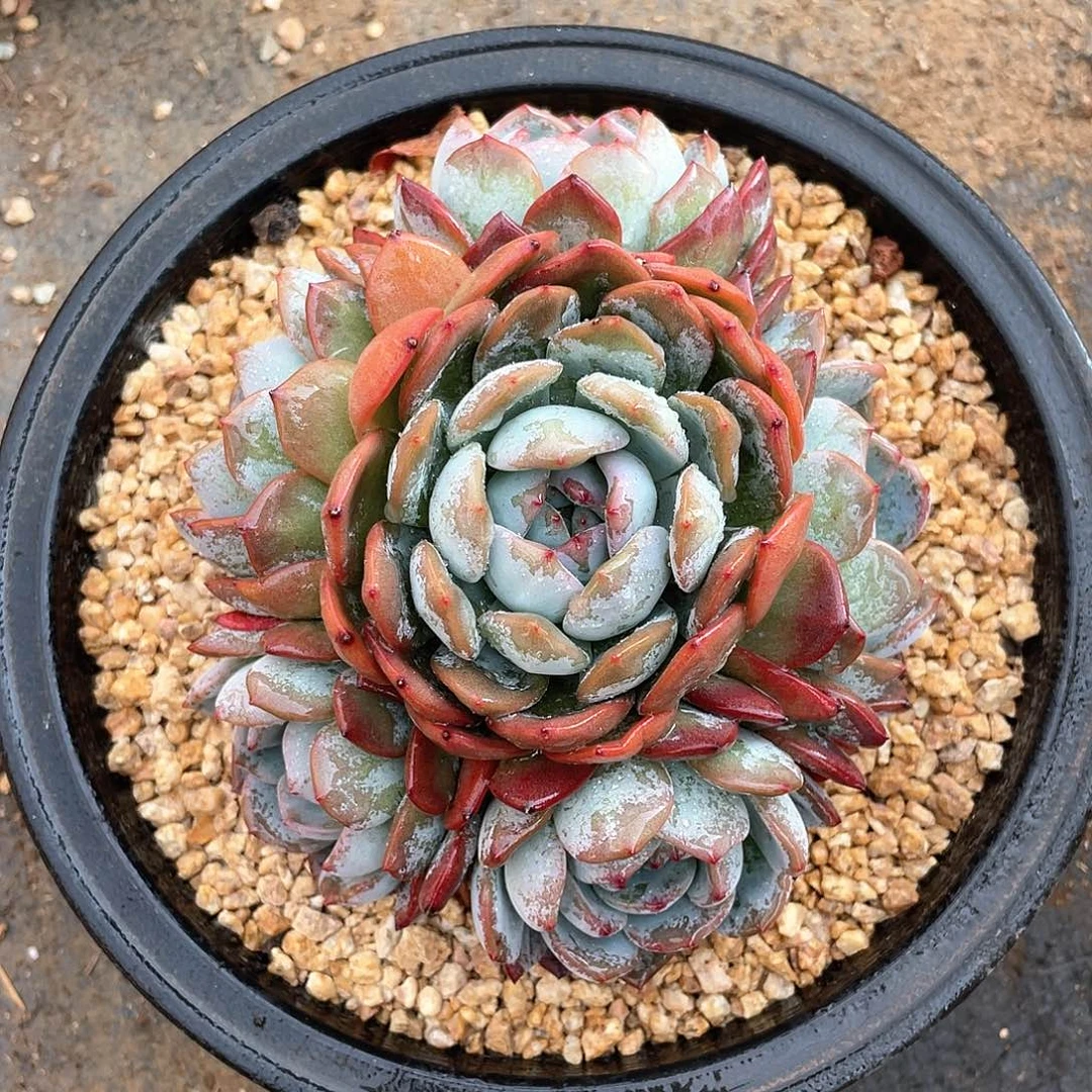 多肉植物多肉植物