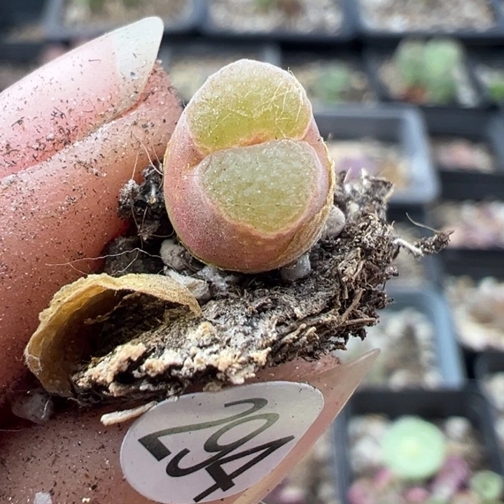 294号1111111111111111