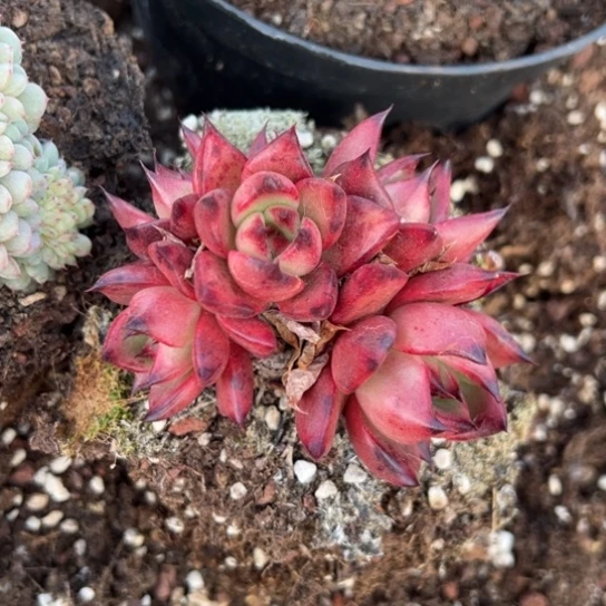 阿姆斯壮 夏鸣园艺