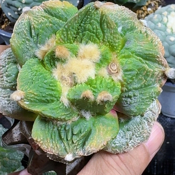 无花朵福利苗接大尤怒锦199