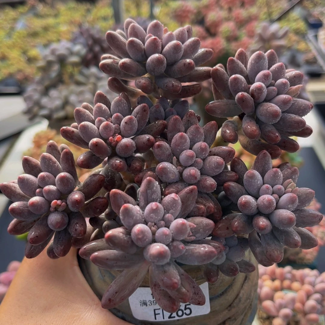 265-香水手指多肉11cm