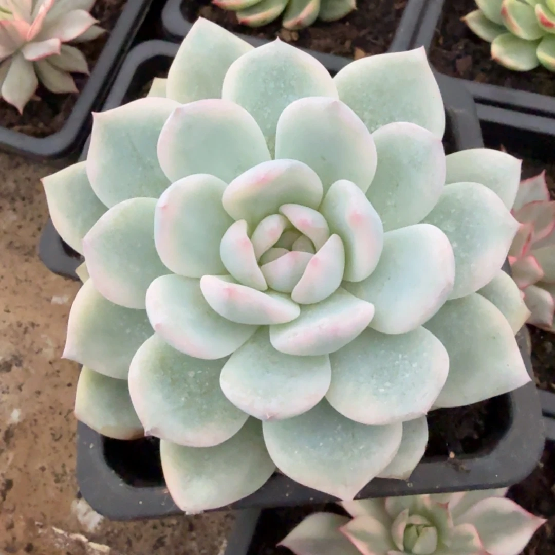 橙梦露锦腹轮锦一颗锦