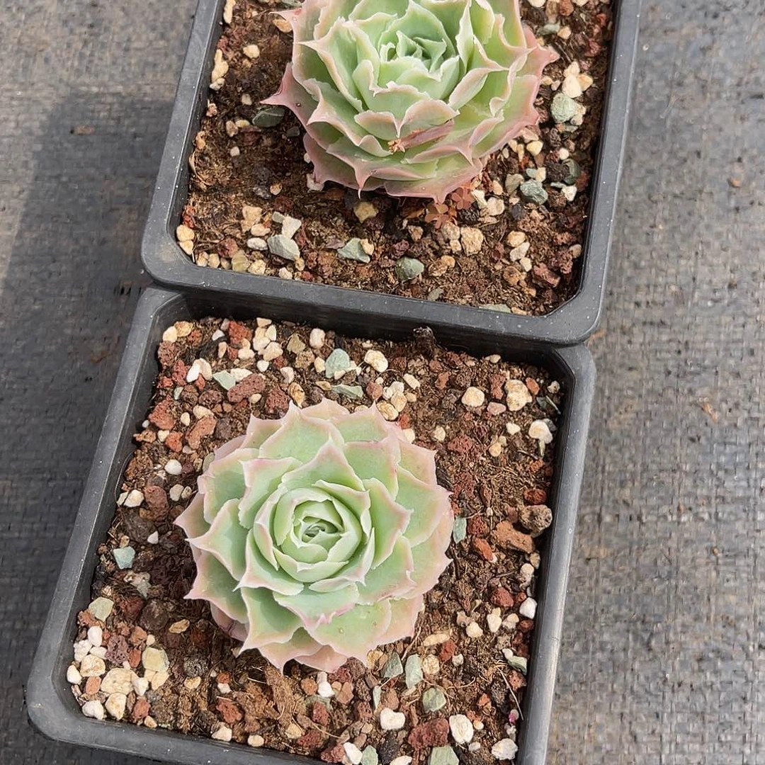 Ꭽ****1620蓝丝绒单头2颗冠幅6左右