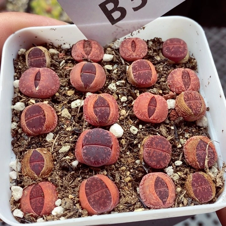 我是一只小小鸟地域鬼的人331