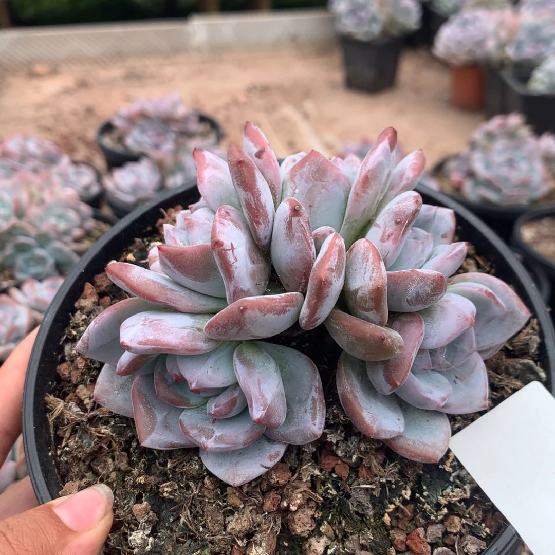 *****月来月好 这颗要发货