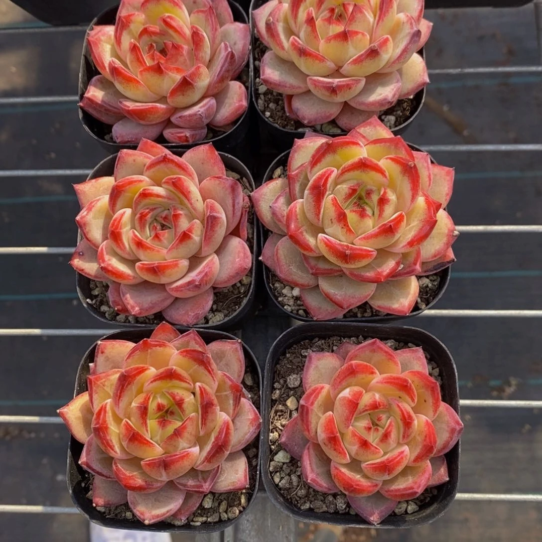 247-夜魔侠带盆土一个