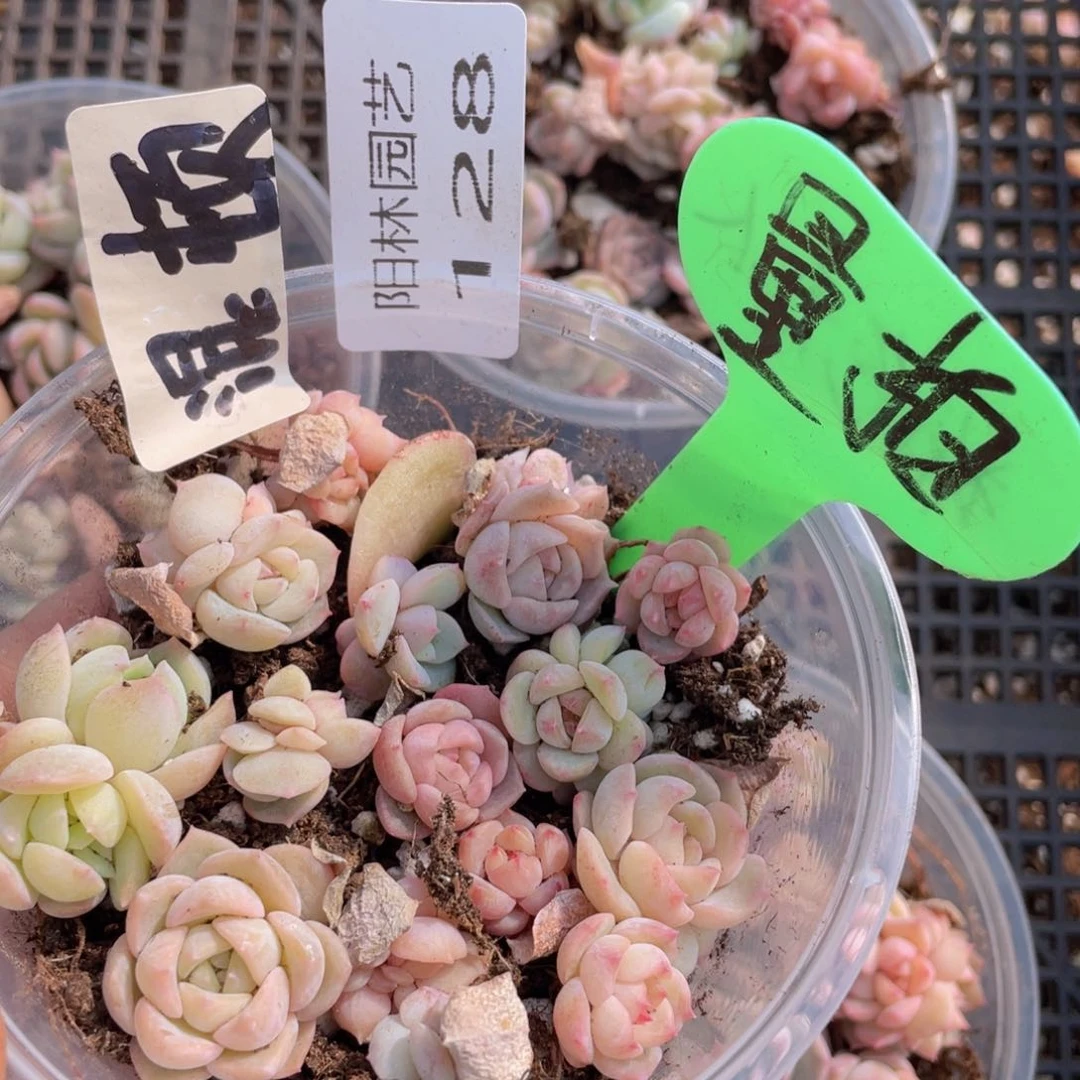 量拍多肉植物多肉植物128