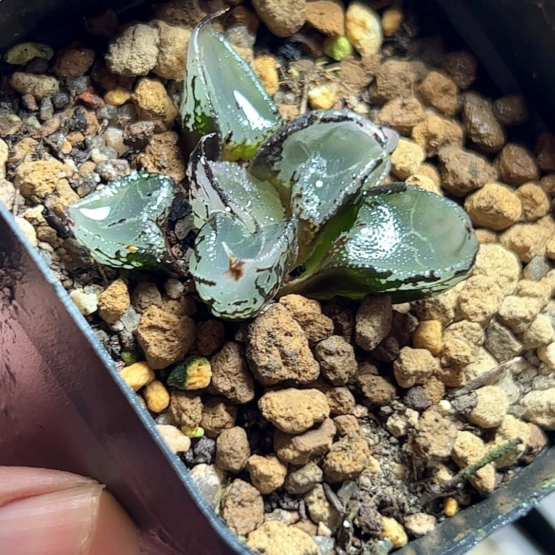 冰麒麟十二卷十二卷