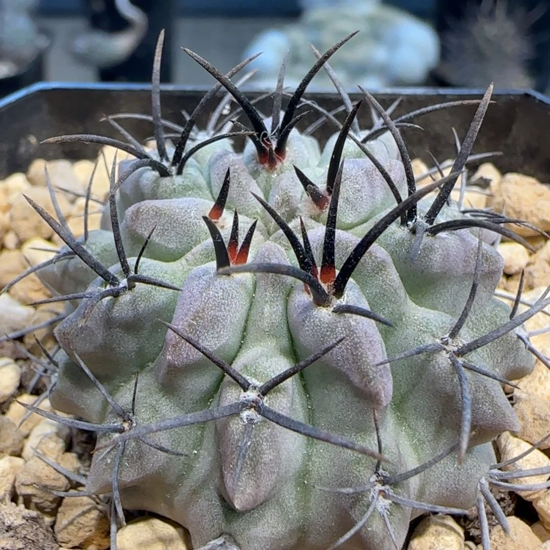 010实生白肌素妆玉多肉