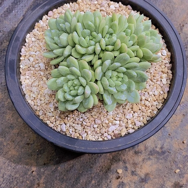 苏***S百塔翡翠多肉植物