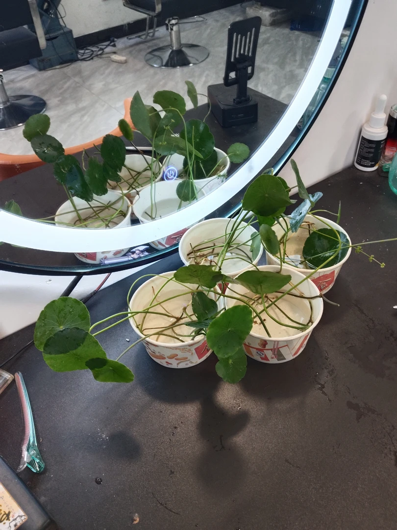 铜钱草绿植水培土培易养防辐射除甲醛