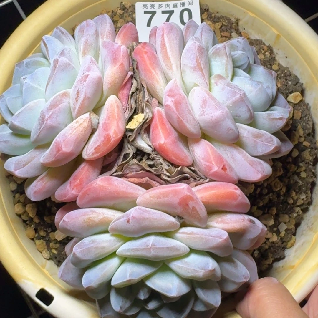 寒***雪老冰玉          摇身一变高富帅，一夜暴富动作快