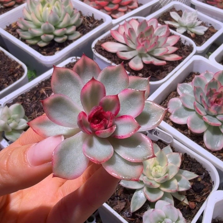 蓝色妖姬锦多肉植物
