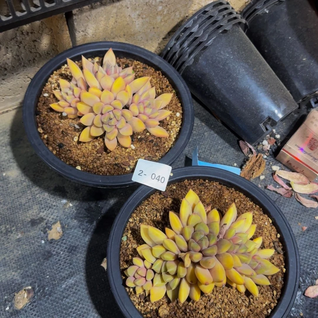 海*源2-040象牙两颗组福利价不包损