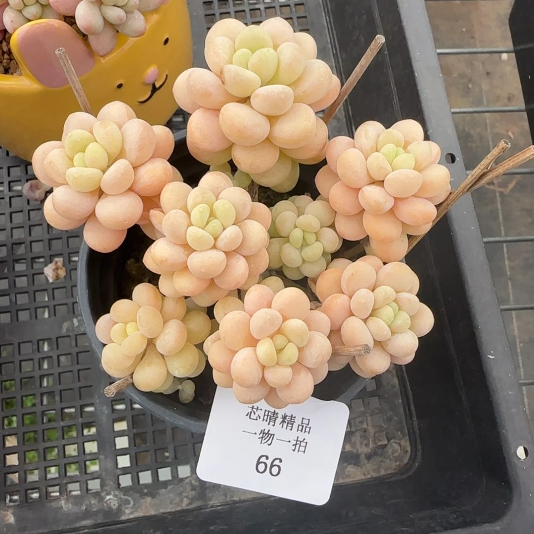 闪购精品多肉66号