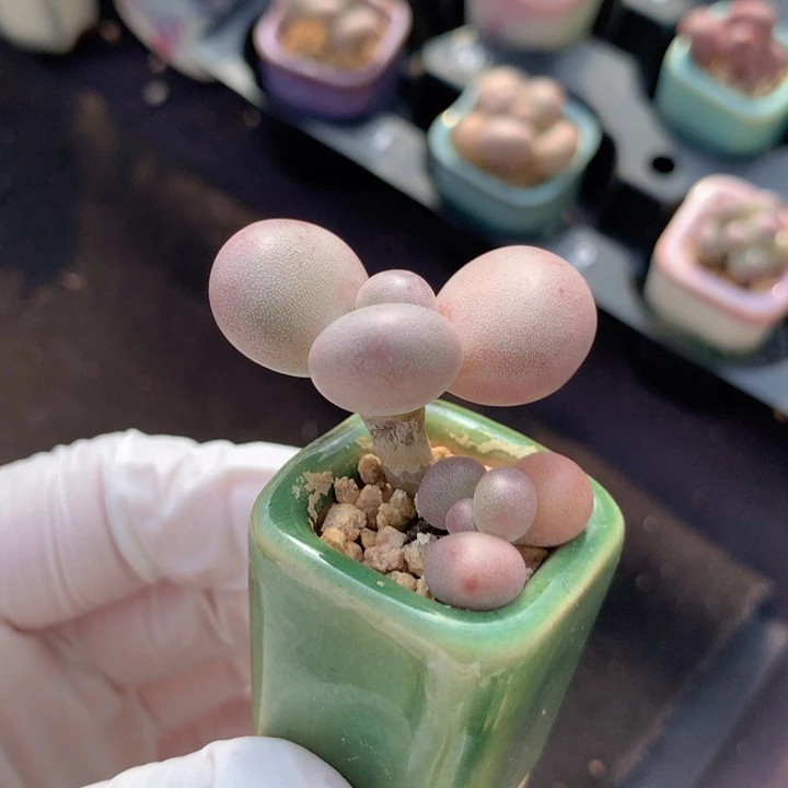 水光针奶酪 双头 叶片薄 沙沙感