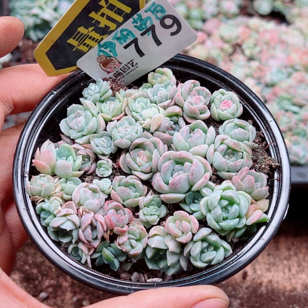 多肉植物多肉植物