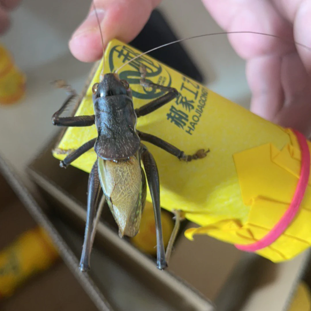 郝建伟精品大蝈蝈
