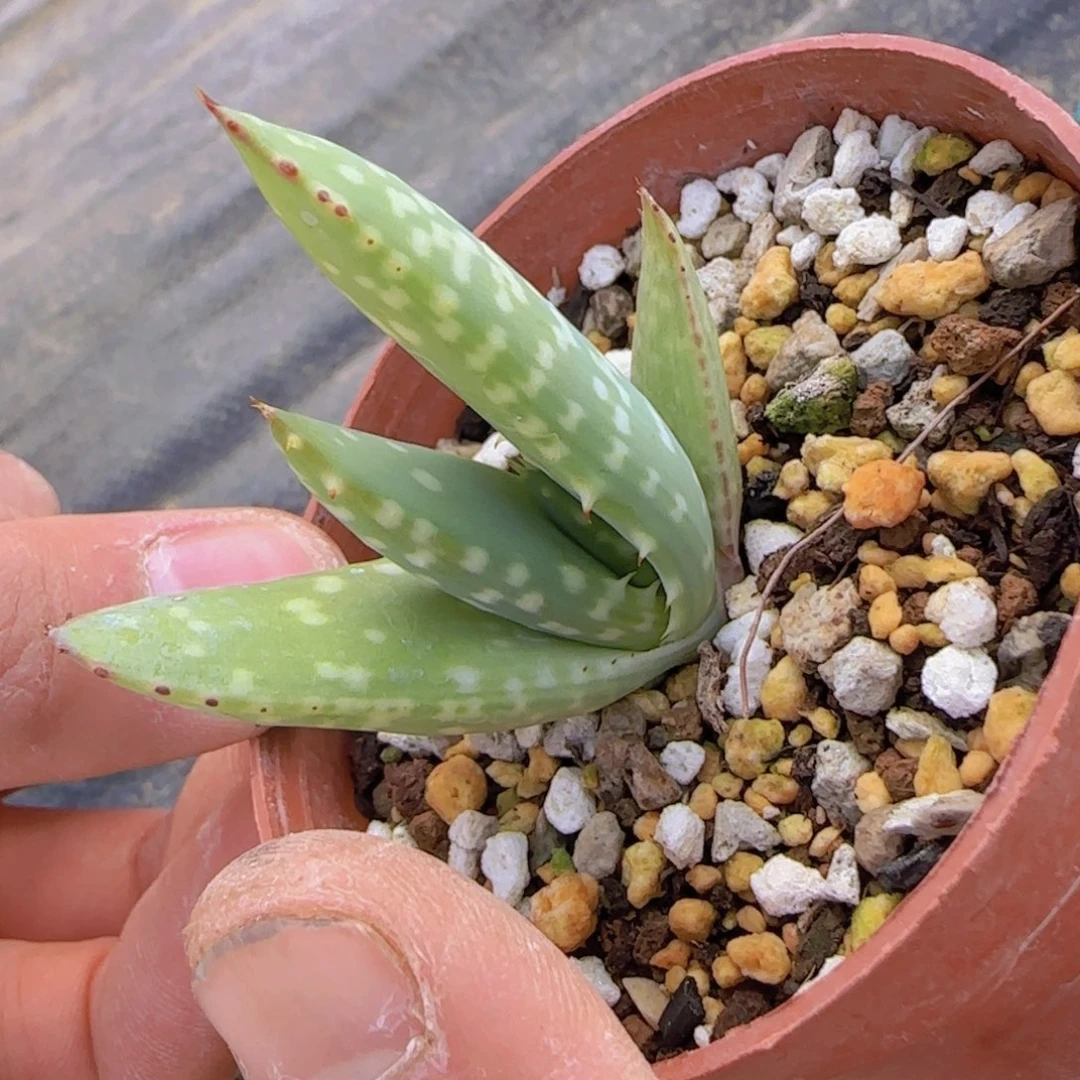 百**.块根植物块根植物