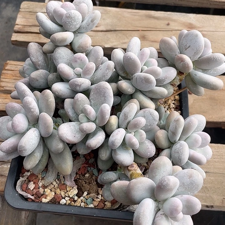 烟美人多肉植物群生