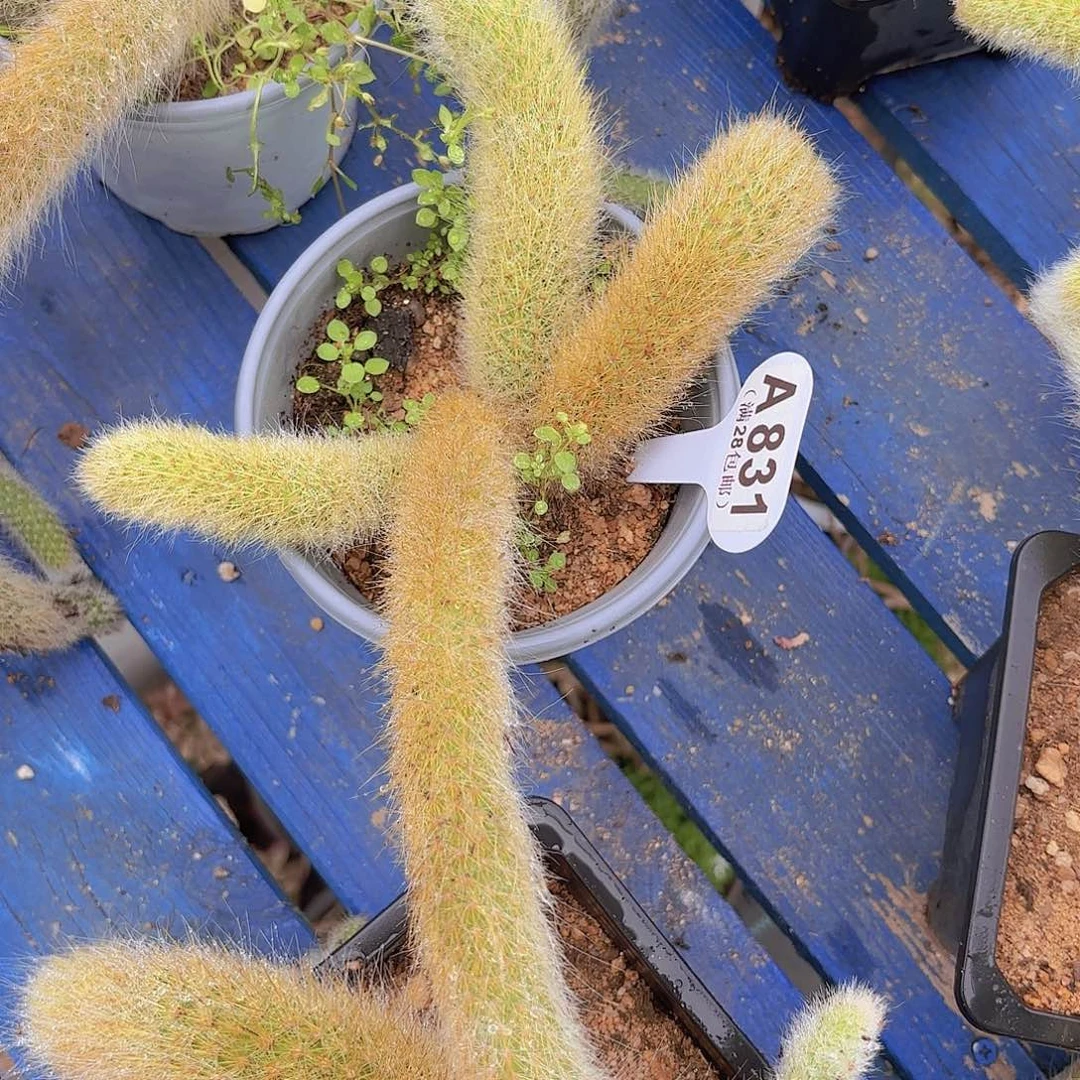 A831九尾狐一物一拍