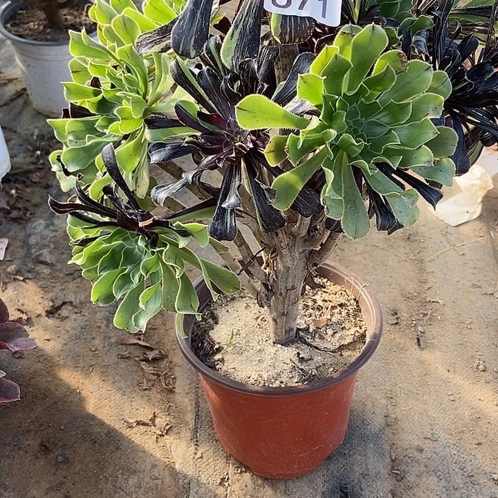 水墨丹青671多肉不包断