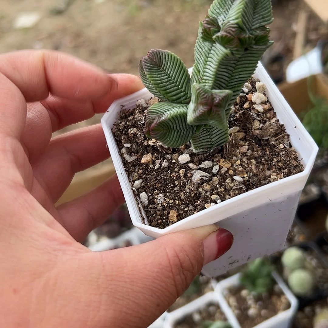 多肉植物多肉植物