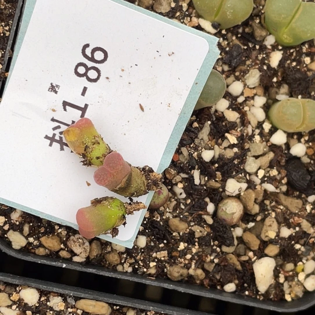 (****佩1-86肉锥多肉植物