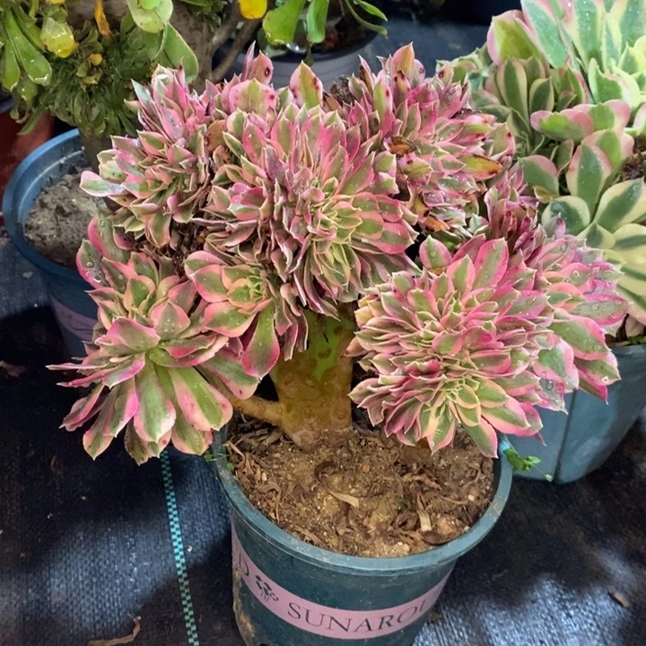 粉女巫缀多肉植物29。