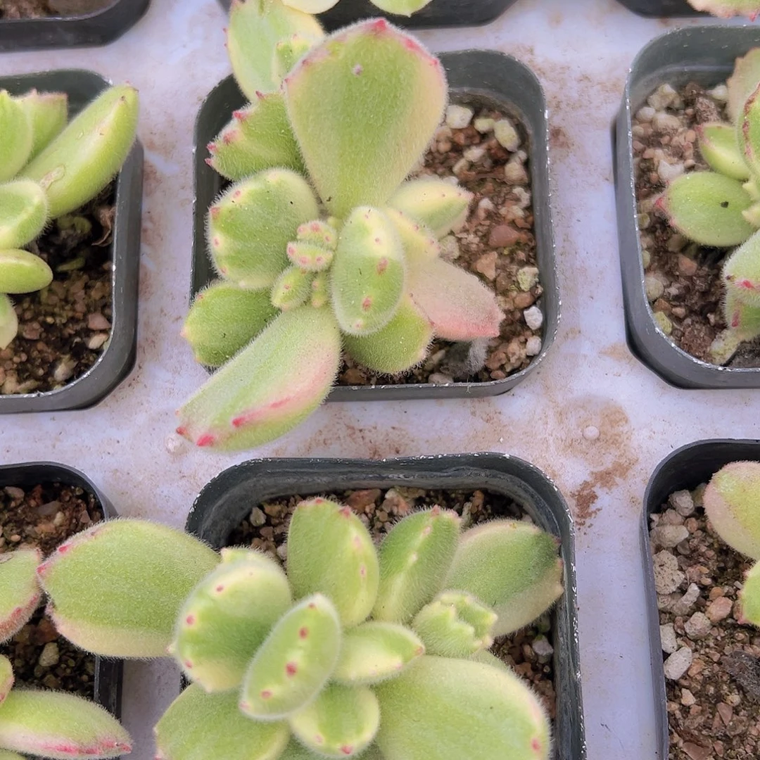 白熊托土发货19包邮