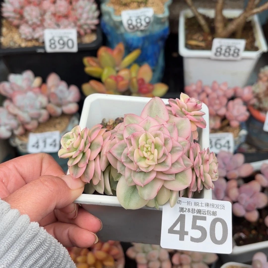 腊牡丹锦无盆土发货