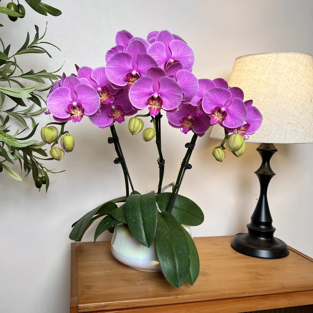 【明日之星-蝴蝶兰】 高端 懒人种植 禅意 轻奢 易养花期长 送人