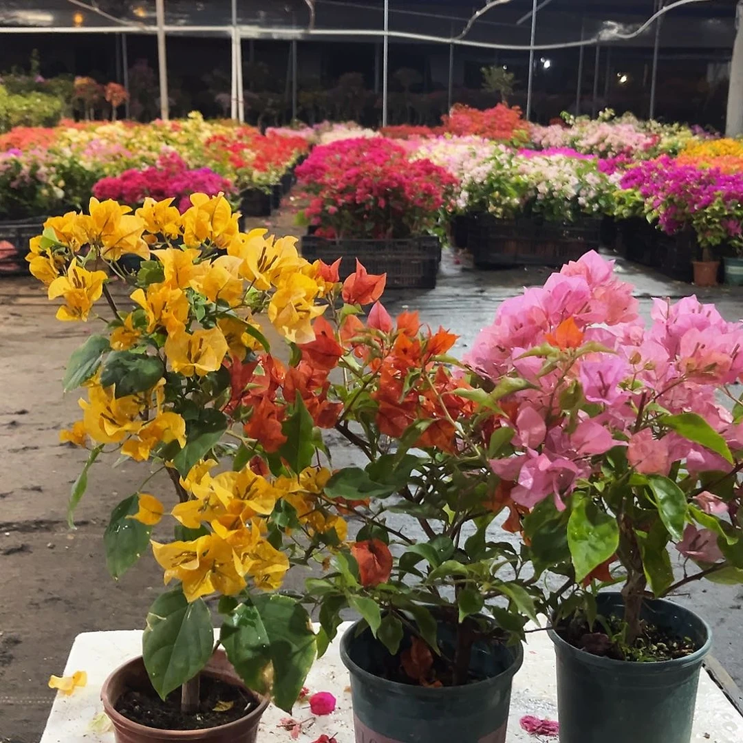 大部分花苞少量开放加州黄，红桑巴，澄粉公主