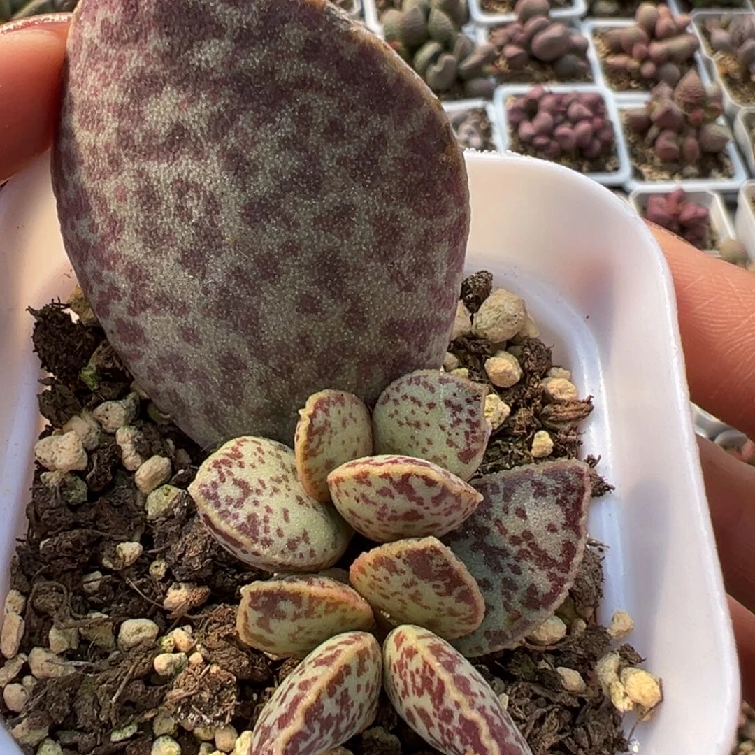 飞机翅膀马蛋多肉植物水泡