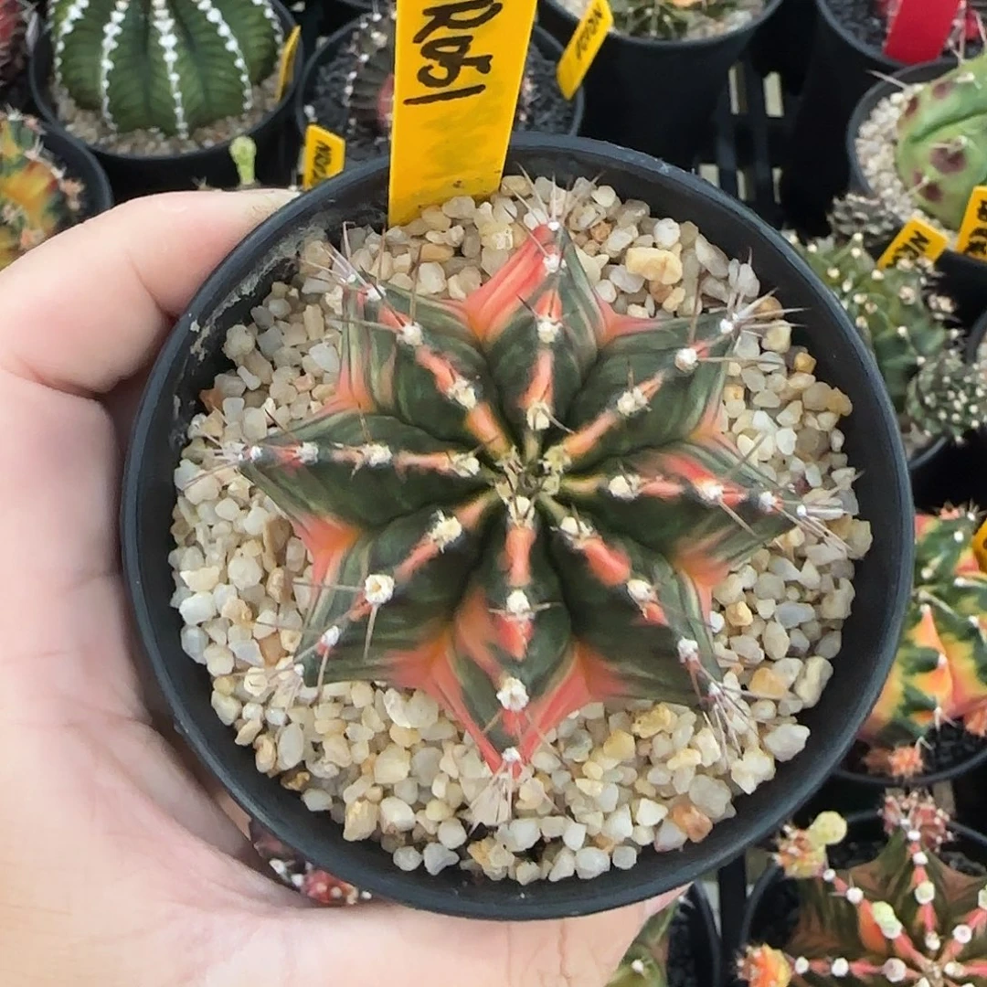 735-1226泰国米哈多肉