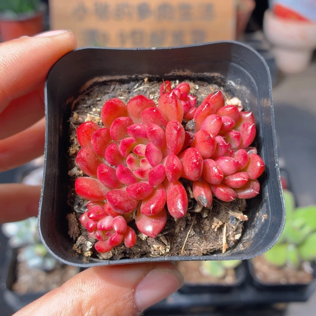 红宝石多肉9.9包邮发货