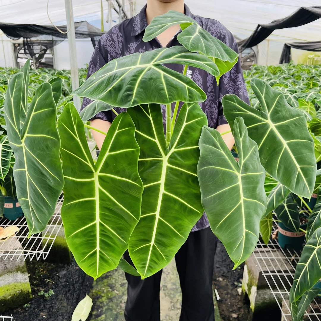 天鹅绒海芋 高度60-70cm两株大苗 ins风丝绒质感 客厅阳台前台