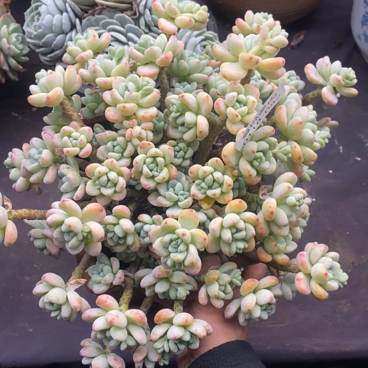 夏悦多肉0118-82劳尔