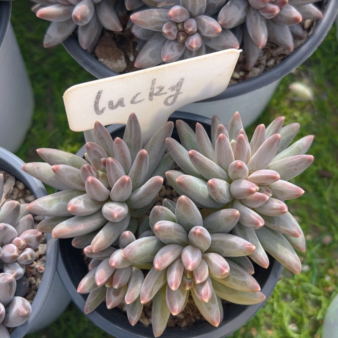 福利来袭打脸的小伙伴们快